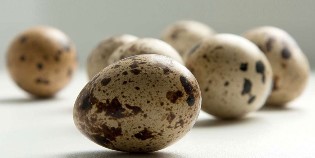 pārtikas potenci vīriešiem olas